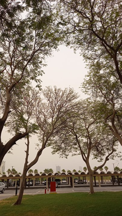 مشاركاتي في أنت الراصد