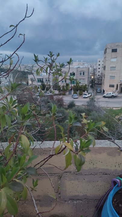 مشاركاتي في أنت الراصد