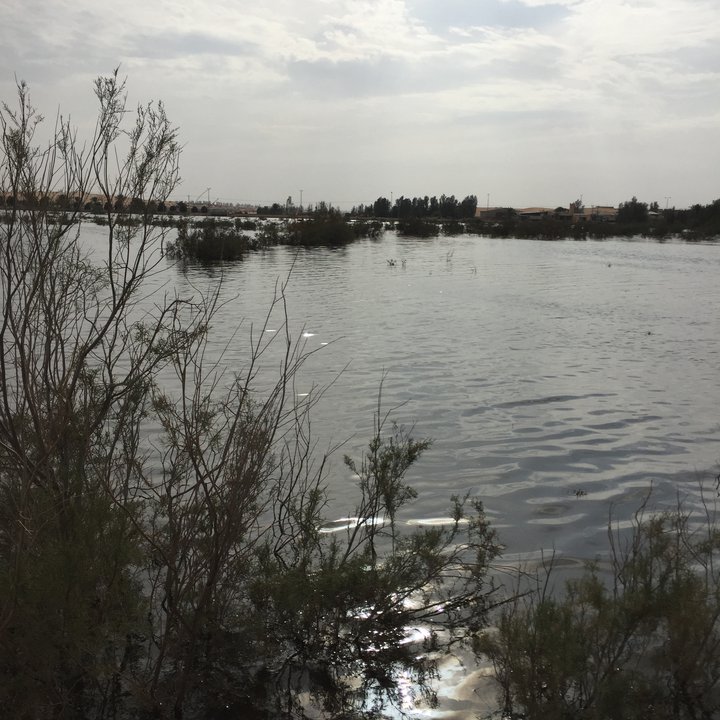 مشاركاتي في أنت الراصد