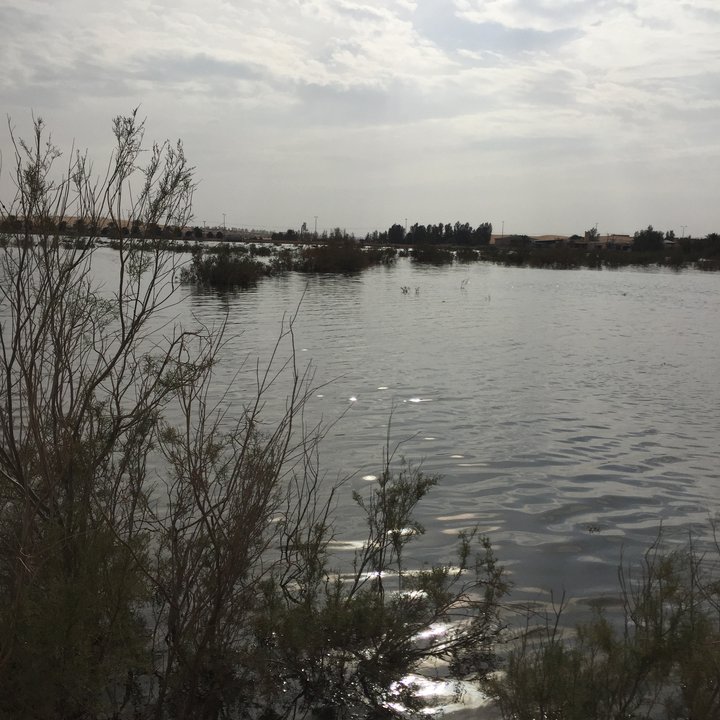 مشاركاتي في أنت الراصد