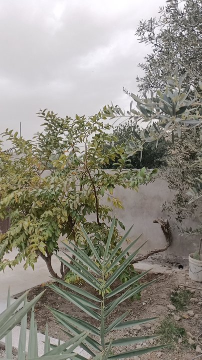 مشاركاتي في أنت الراصد