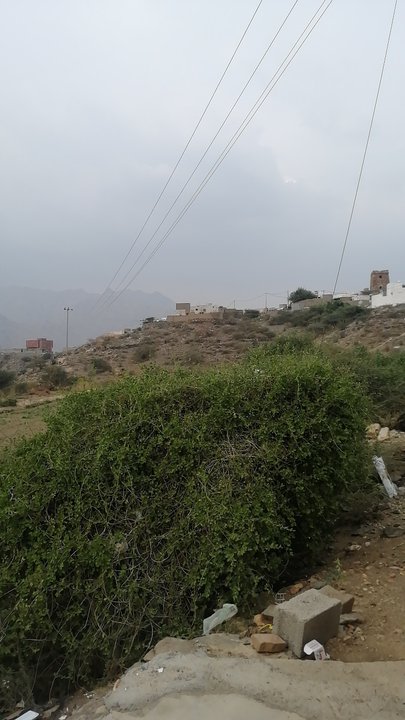 مشاركاتي في أنت الراصد