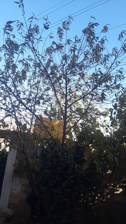 مشاركاتي في أنت الراصد