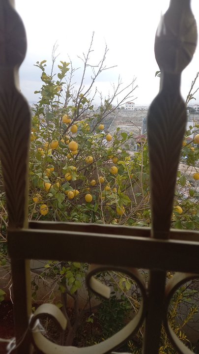 مشاركاتي في أنت الراصد