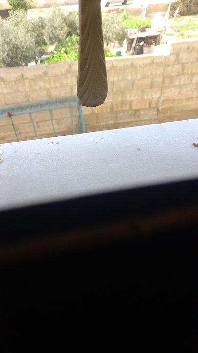 مشاركاتي في أنت الراصد