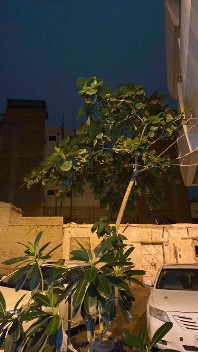 مشاركاتي في أنت الراصد