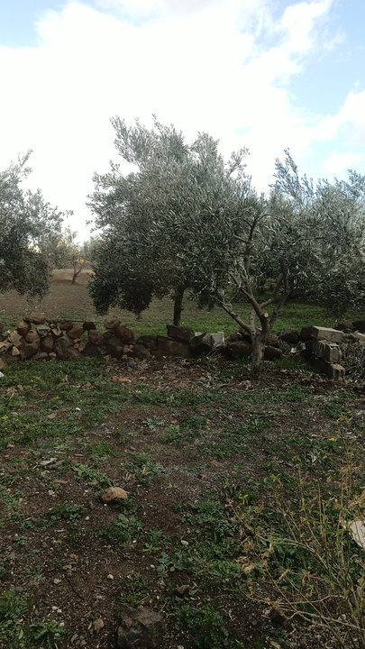 مشاركاتي في أنت الراصد