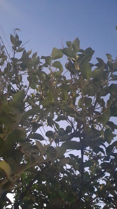 مشاركاتي في أنت الراصد