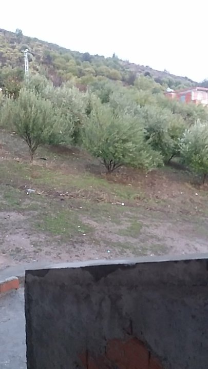 مشاركاتي في أنت الراصد