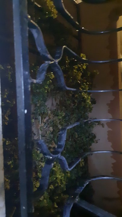 مشاركاتي في أنت الراصد