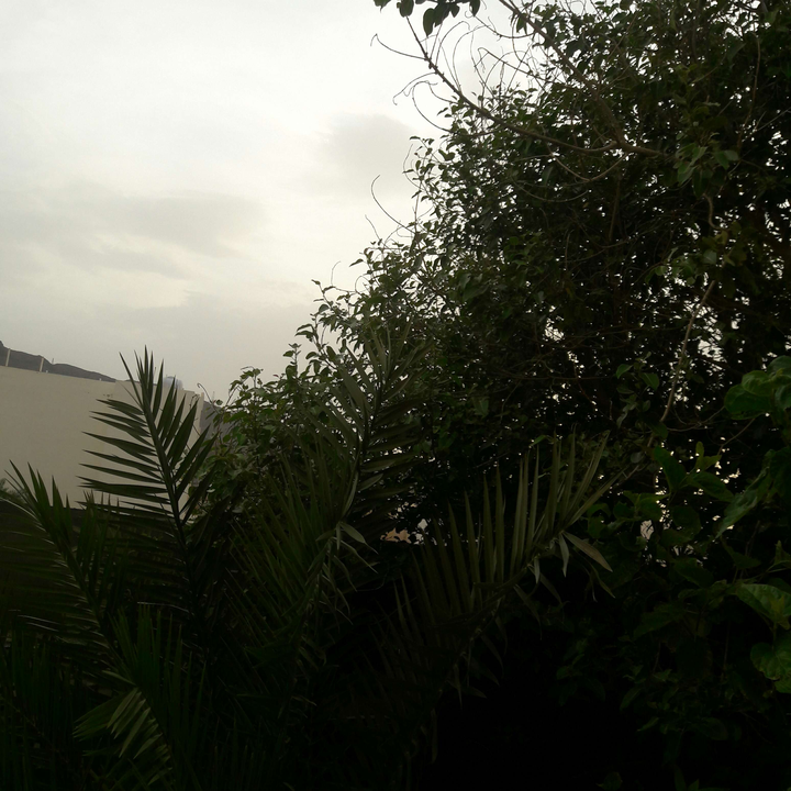 مشاركاتي في أنت الراصد