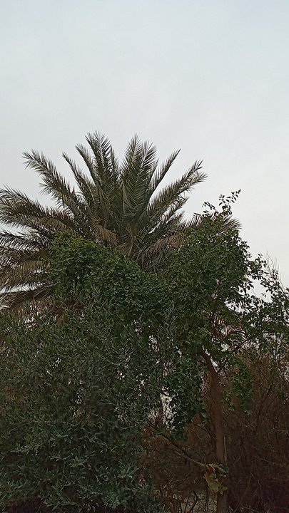 مشاركاتي في أنت الراصد