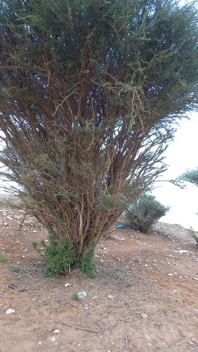 Mes publications Crowdsourcing