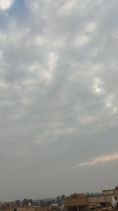 مشاركاتي في أنت الراصد