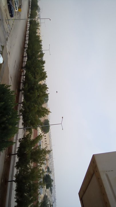 مشاركاتي في أنت الراصد