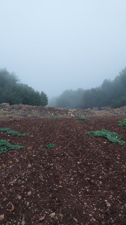 مشاركاتي في أنت الراصد