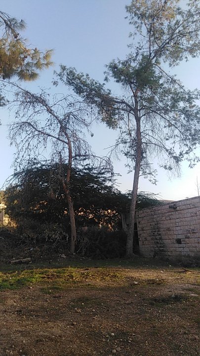 مشاركاتي في أنت الراصد