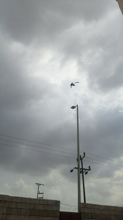 مشاركاتي في أنت الراصد