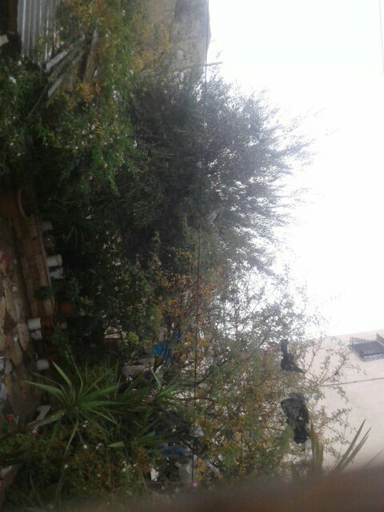 مشاركاتي في أنت الراصد