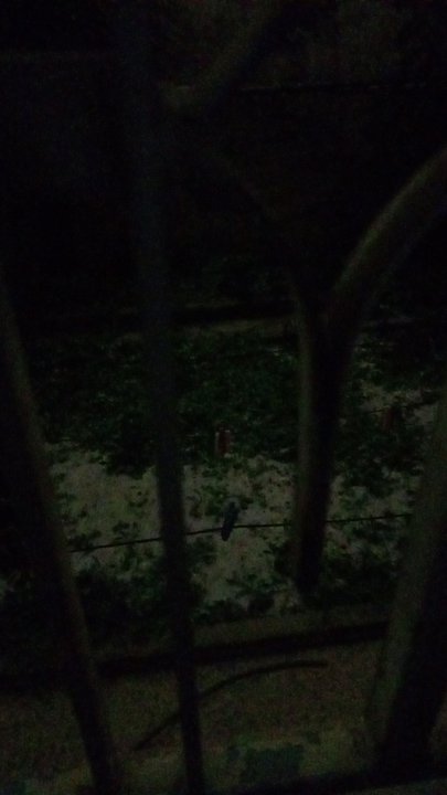 مشاركاتي في أنت الراصد