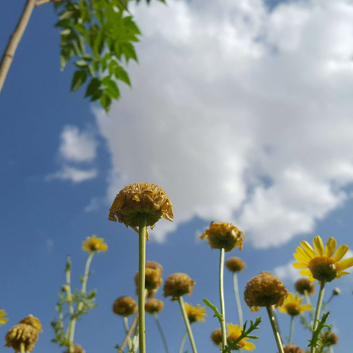 مشاركاتي في أنت الراصد