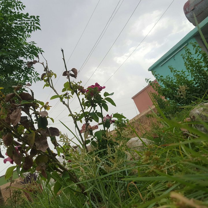 مشاركاتي في أنت الراصد