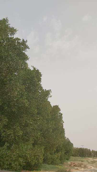 مشاركاتي في أنت الراصد