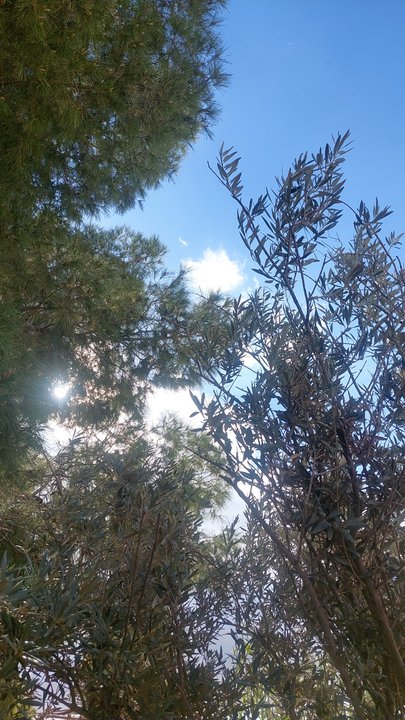 مشاركاتي في أنت الراصد