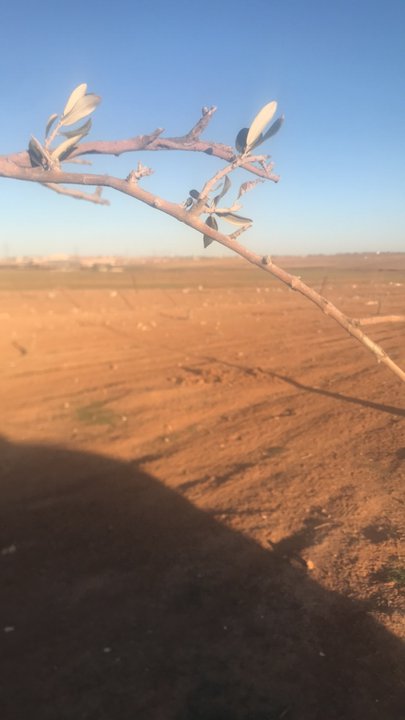 مشاركاتي في أنت الراصد