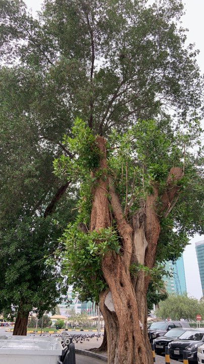 مشاركاتي في أنت الراصد