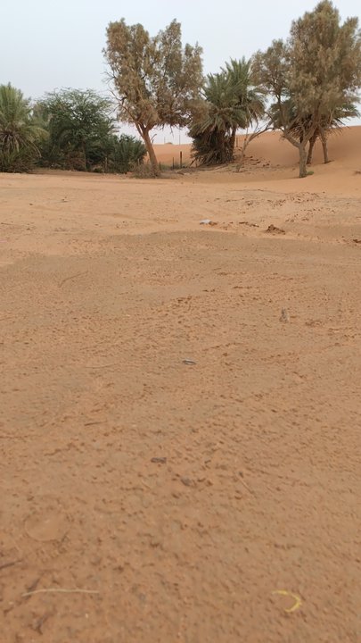 مشاركاتي في أنت الراصد