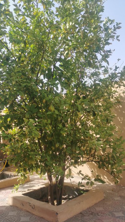 مشاركاتي في أنت الراصد