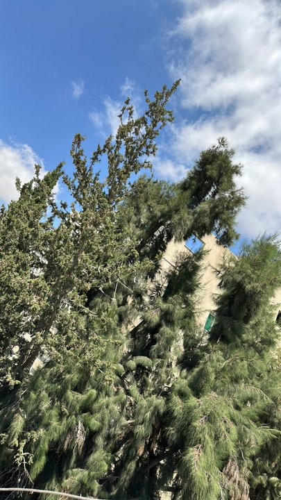 مشاركاتي في أنت الراصد