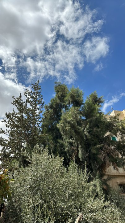 مشاركاتي في أنت الراصد