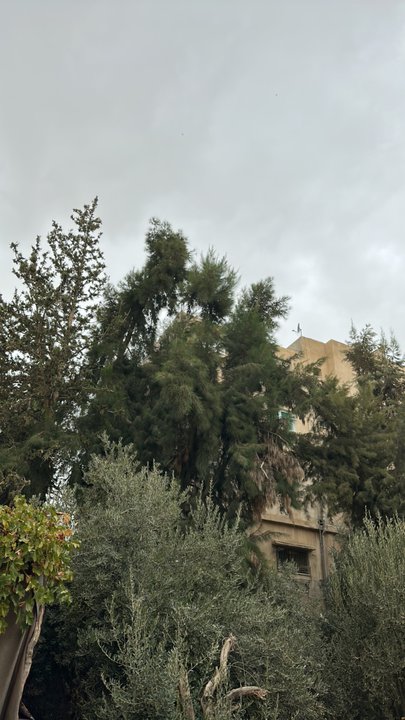 مشاركاتي في أنت الراصد