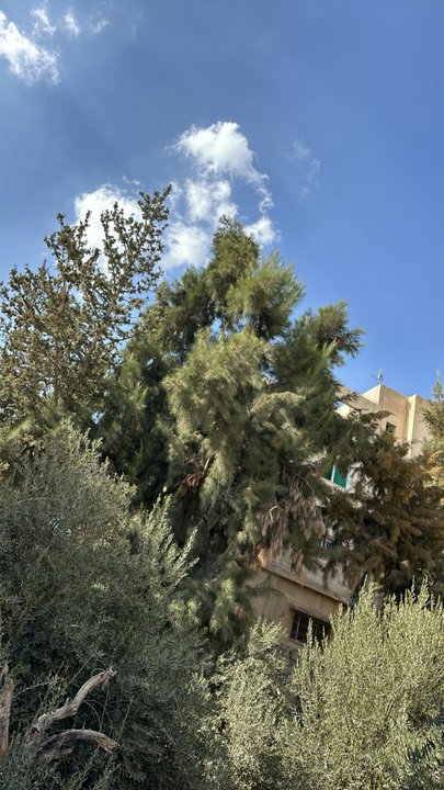 مشاركاتي في أنت الراصد