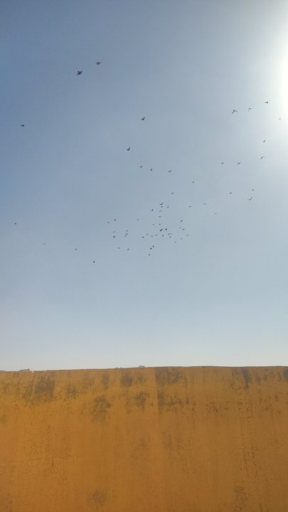 مشاركاتي في أنت الراصد