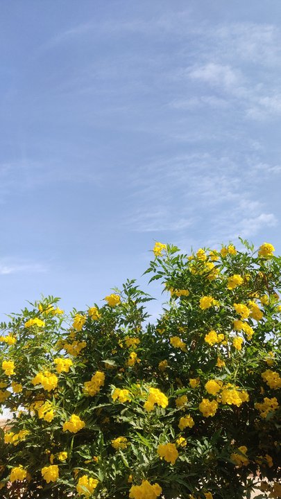 مشاركاتي في أنت الراصد