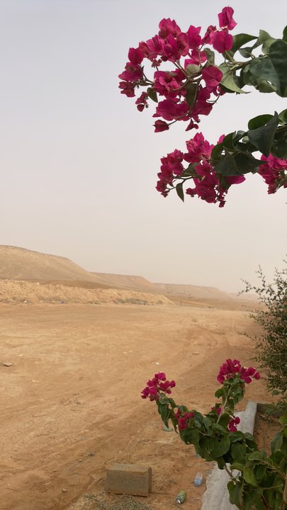 مشاركاتي في أنت الراصد