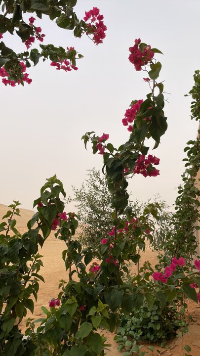 مشاركاتي في أنت الراصد