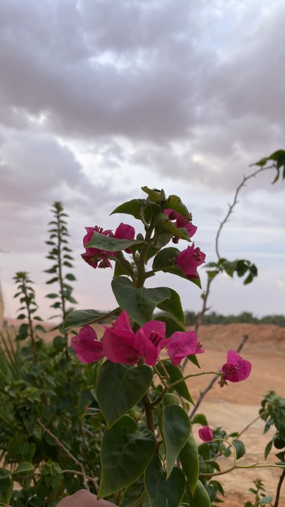 مشاركاتي في أنت الراصد