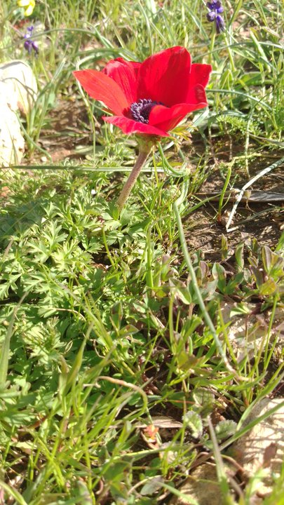 مشاركاتي في أنت الراصد