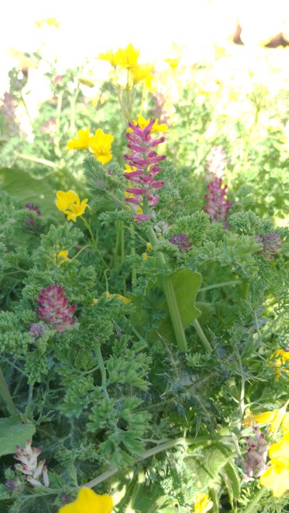 مشاركاتي في أنت الراصد