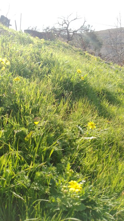 مشاركاتي في أنت الراصد