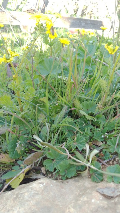 مشاركاتي في أنت الراصد