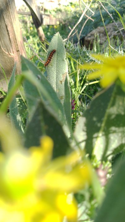 مشاركاتي في أنت الراصد