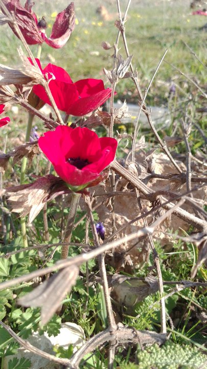 مشاركاتي في أنت الراصد