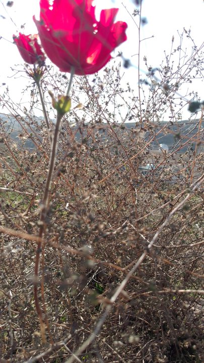 مشاركاتي في أنت الراصد