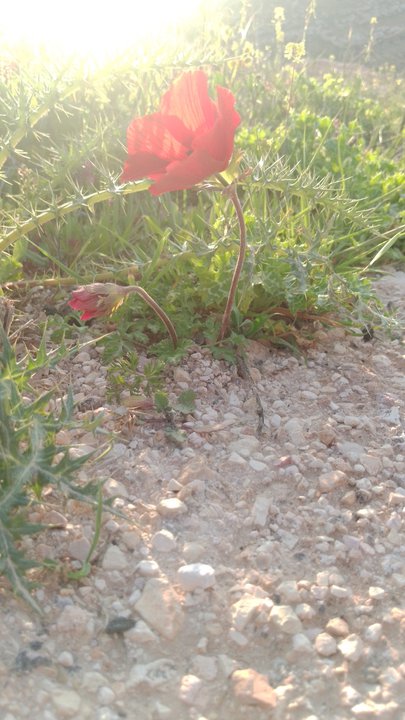 مشاركاتي في أنت الراصد