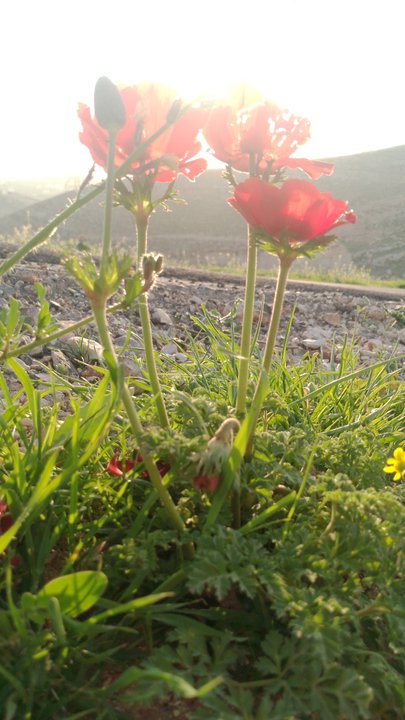 مشاركاتي في أنت الراصد